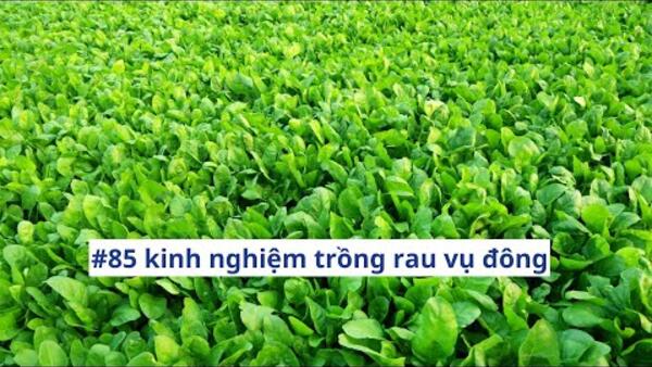 Kinh nghiệm trồng rau vụ đông của nông dân xã Đức Thạnh