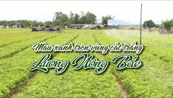 MÀU XANH TRÊN VÙNG CÁT TRẮNG LƯƠNG NÔNG BẮC